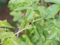 Rosa tomentosa Ramslid, Skurup, Skåne, Sweden 20160701_0068