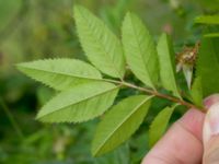 Rosa virginiana Övralid, Västra Klagstorp, Malmö, Skåne, Sweden 20170704_0026