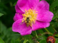 Rosa virginiana Övralid, Västra Klagstorp, Malmö, Skåne, Sweden 20170704_0027