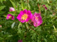 Rosa virginiana Övralid, Västra Klagstorp, Malmö, Skåne, Sweden 20170704_0030