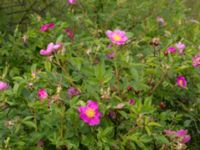 Rosa virginiana Övralid, Västra Klagstorp, Malmö, Skåne, Sweden 20170704_0039