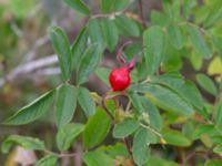 Rosa × spaethiana Ubbaltsvägen, Vittsjö, Hässleholm, Skåne, Sweden 20180826_0110