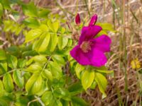 Rosa x spaethiana Carolibron, Malmö, Skåne, Sweden 20180626_0089