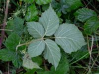 Rubus 'Bedford Giant' Strandhem, Bunkeflo strandängar, Malmö, Skåne, Sweden 20200828_0018