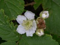 Rubus 'Bedford Giant' Tegelbruksgatan, Halmstad, Halland, Sweden 20190715_0600