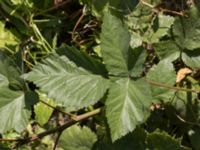 Rubus 'Black Satin' Ulricedal, Malmö, Skåne, Sweden 20210616_0058
