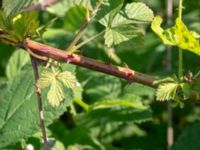 Rubus allanderi, Kalmar, Småland, Sweden 20190609_0100