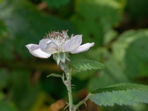 Rubus armeniacus - Himalaya Blackberry - Armeniskt björnbär