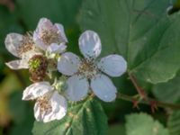 Rubus armeniacus Ödetomterna, Bunkeflo strandängar, Malmö, Skåne, Sweden 20181101_0016