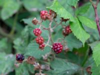 Rubus armeniacus Strandhem, Bunkeflo strandängar, Malmö, Skåne, Sweden 20200827_0007