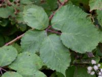 Rubus armeniacus Strandhem, Bunkeflo strandängar, Malmö, Skåne, Sweden 20200827_0010