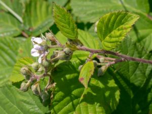 Rubus axillaris - Skånebjörnbär