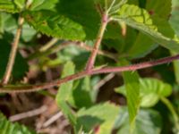 Rubus axillaris Hallands Väderö, Båstad, Skåne, Sweden 20200627_0055