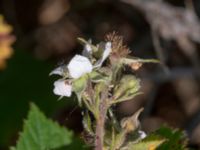Rubus axillaris Hallands Väderö, Båstad, Skåne, Sweden 20200627_0057