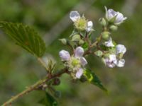 Rubus axillaris Hallands Väderö, Båstad, Skåne, Sweden 20200627_0058