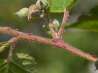 Rubus axillaris Hallands Väderö, Båstad, Skåne, Sweden 20200627_0060