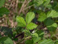 Rubus bifrons Lerbäcksskolan, Lund, Skåne, Sweden 20160508_0104