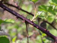 Rubus bifrons Lerbäcksskolan, Lund, Skåne, Sweden 20160508_0107