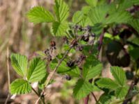 Rubus bifrons Lerbäcksskolan, Lund, Skåne, Sweden 20160508_0116