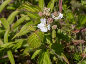 Rubus caesius - Dewberry - Blåhallon