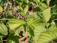 Rubus caesius Borrebacke, Malmö, Skåne, Sweden 20180624_0070