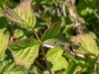 Rubus caesius Borrebacke, Malmö, Skåne, Sweden 20180624_0071