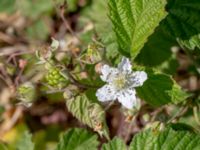 Rubus caesius Jordhögar, Hyllie, Malmö, Skåne, Sweden 20180604_0093