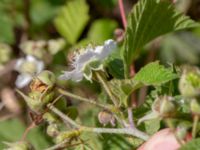 Rubus caesius Jordhögar, Hyllie, Malmö, Skåne, Sweden 20180604_0094