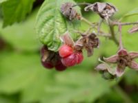 Rubus caesius x idaeus Fuktängen, Klagshamns udde, Malmö, Skåne, Sweden 20210719_0060