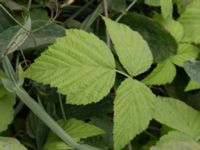 Rubus caesius x idaeus Fuktängen, Klagshamns udde, Malmö, Skåne, Sweden 20210719_0063