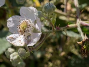 Rubus camptostachys - Hårbjörnbär