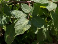 Rubus camptostachys Kulla Gunnarstorp, Helsingborg, Skåne, Sweden 20170709_0186