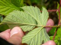 Rubus camtostachys Hallands Väderö, Båstad, Skåne, Sweden 20200627_0096