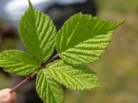 Rubus camtostachys Hallands Väderö, Båstad, Skåne, Sweden 20200627_0099