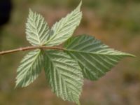 Rubus camtostachys Hallands Väderö, Båstad, Skåne, Sweden 20200627_0100