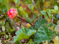 Rubus chamaemorus Dolparna, Ånnsjön, Åre, Jämtland, Sweden 20110712 231