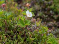 Rubus chamaemorus Nordkalottenleden, Kiruna, Torne lappmark, Lappland, Sweden 20150708_0807