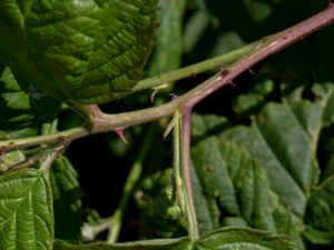 Rubus cordatiformis - Ugglarpsbjörnbär