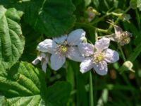 Rubus cordatiformis 150 m NV Västergård, Ugglarp, Falkenberg, Halland, Sweden 20190606_0047