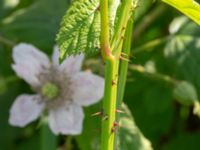 Rubus cordatiformis 150 m NV Västergård, Ugglarp, Falkenberg, Halland, Sweden 20190606_0054