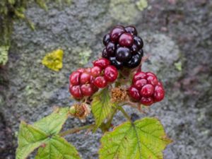 Rubus decurrentispinus - Fintandat björnbär