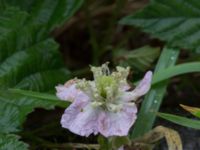 Rubus decurrentispinus Kivik, Simrishamn, Skåne, Sweden 20170730_0110