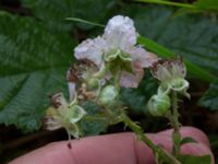 Rubus decurrentispinus Kivik, Simrishamn, Skåne, Sweden 20170730_0112