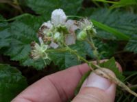 Rubus decurrentispinus Kivik, Simrishamn, Skåne, Sweden 20170730_0113