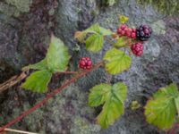 Rubus decurrentispinus Kivik, Simrishamn, Skåne, Sweden 20170730_0118