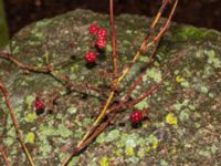 Rubus decurrentispinus Kivik, Simrishamn, Skåne, Sweden 20181124_0001