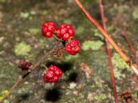Rubus decurrentispinus Kivik, Simrishamn, Skåne, Sweden 20181124_0002