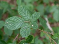 Rubus divaricatus Vasabäck, Höganäs, Skåne, Sweden 20180718_0187
