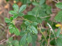 Rubus divaricatus Vasabäck, Höganäs, Skåne, Sweden 20180718_0191