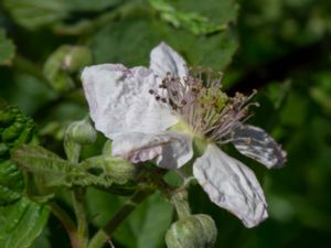 Rubus eluxatus - Slätbjörnbär